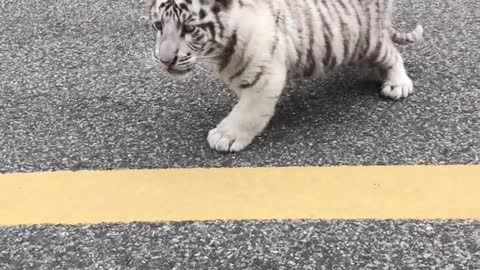 I saw a lost kitten on the road. What kind of cat is it