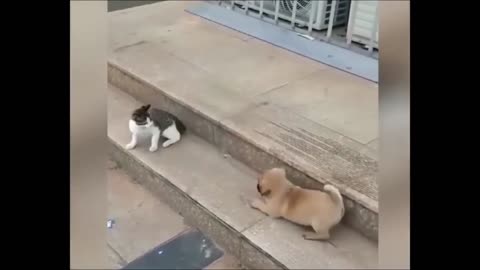 Funny DOG and CAT