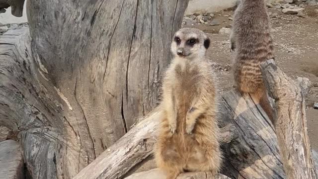 [Meercat] Hakuna-Matata in SABANA