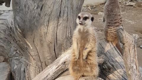 [Meercat] Hakuna-Matata in SABANA