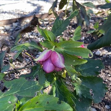 WHAT FLOWER IS THIS? AND LISTEN TO THE CRACKLE! #explore