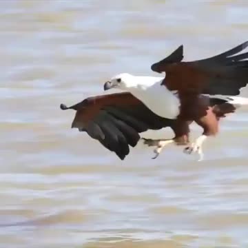 Bird world egale attack