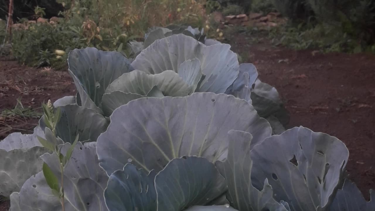 Evening garden