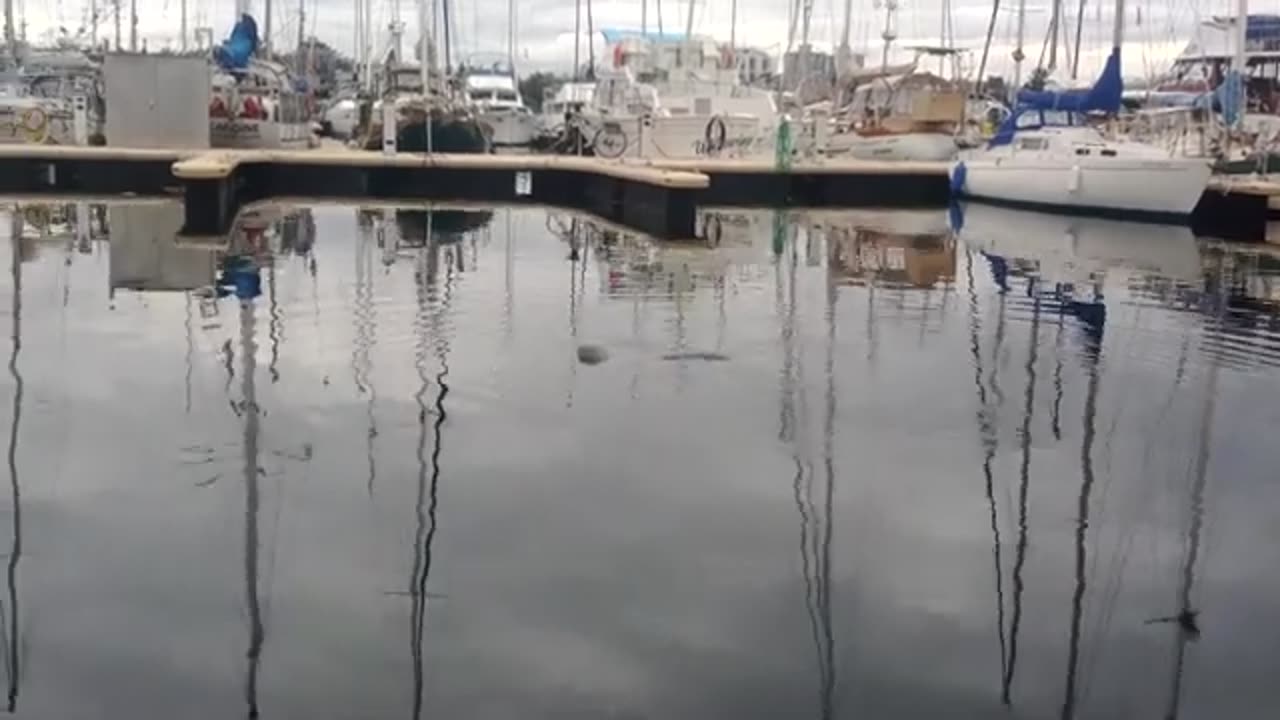 Seal swimming at fisherman's wharf in Victoria bc