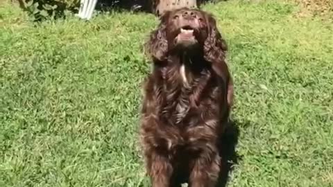 Slowmo brown dog fails to catch ball