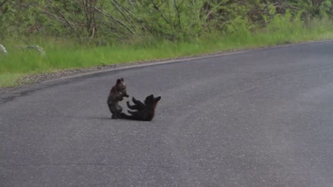 Baby Bears Wrestle In The Road