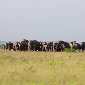Wildlife in Closer View with natural perspective.
