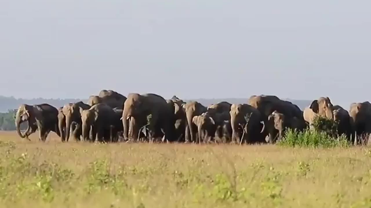 Wildlife in Closer View with natural perspective.