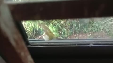 Bird cute out side blocking windows mirror shows