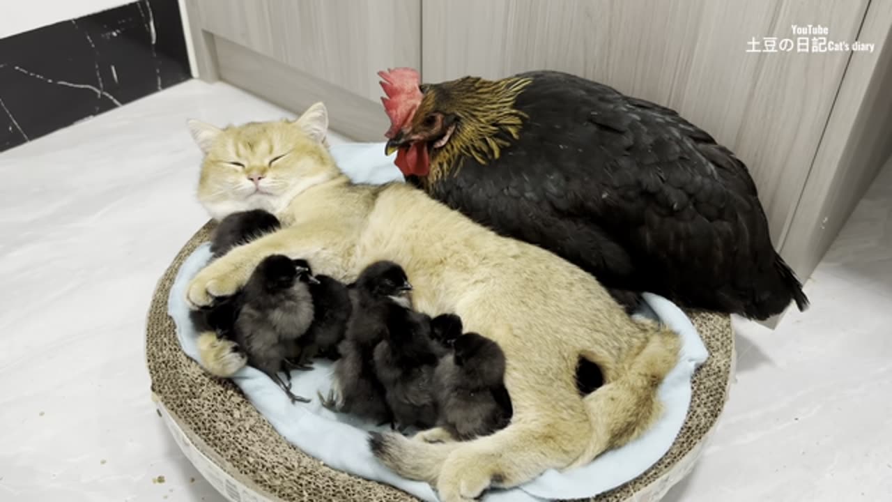 Kittens know how to take care of chicks better than hens.