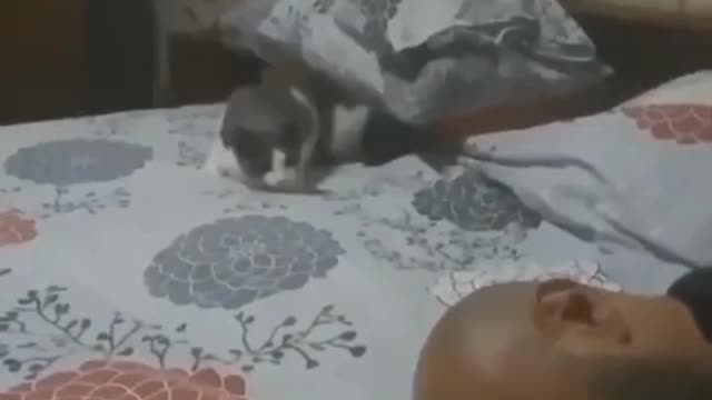 What happened when you see cat and this Man