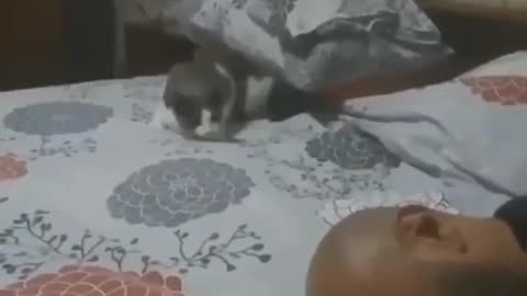 What happened when you see cat and this Man