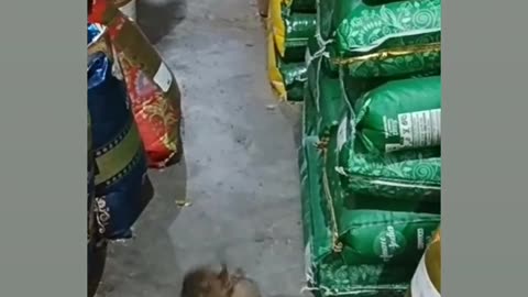 Most funny rat fight 😂😝😁🤣