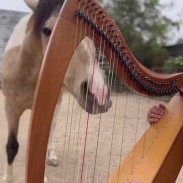 Shorts - Horse Harp..