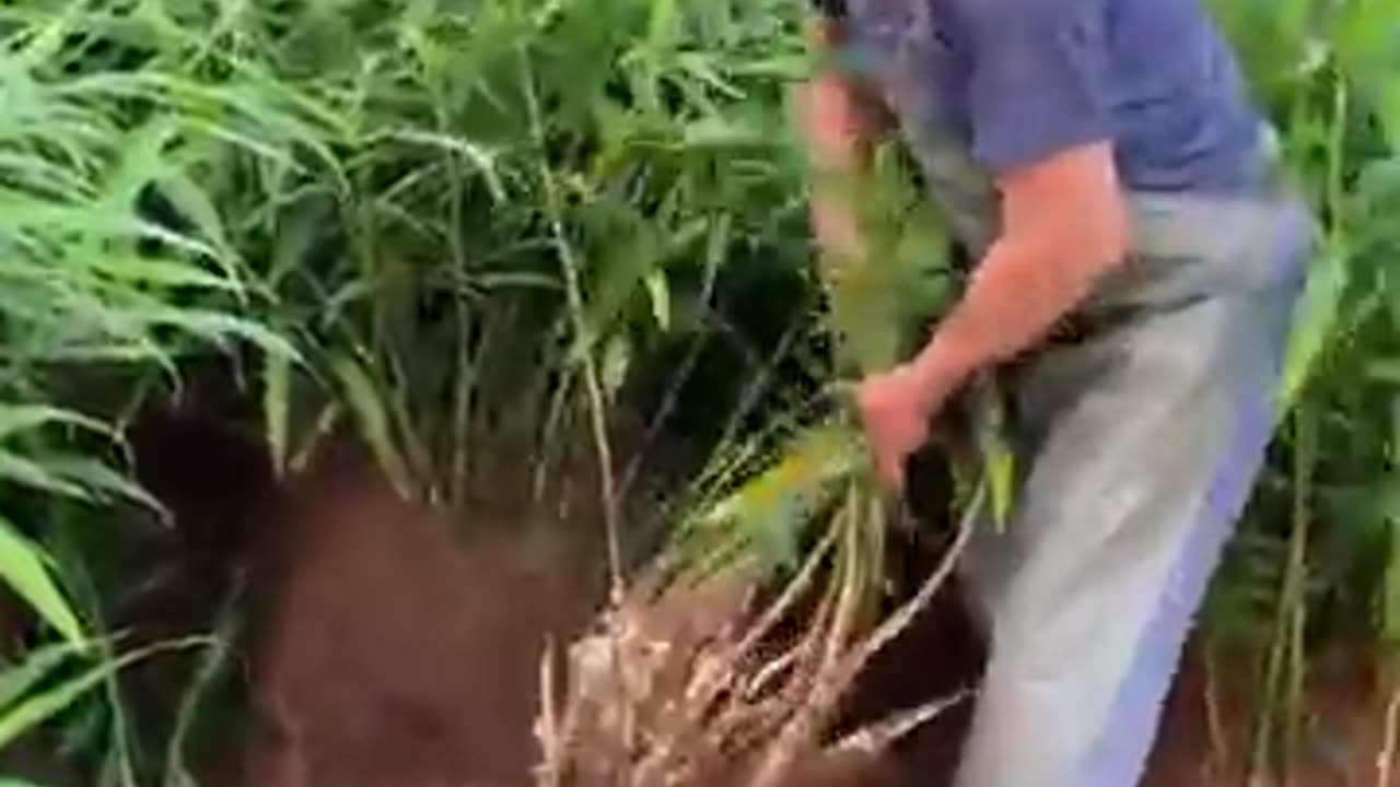 Harvesting Ginger shoots #farming #agriculture