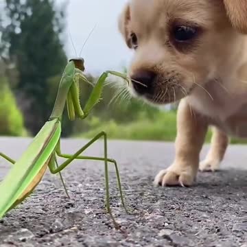 Funny Dog Traning Dog Cute Dog little dog