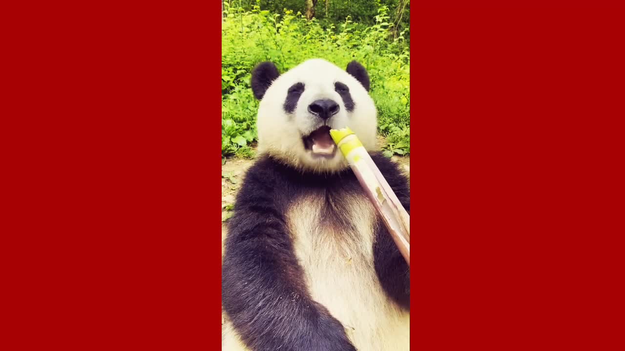 Adorable Giant Panda Eating Bamboo Shoots (true ASMR video)