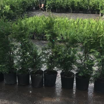 Loading a truck with Green Giants at Highland Hill Farm