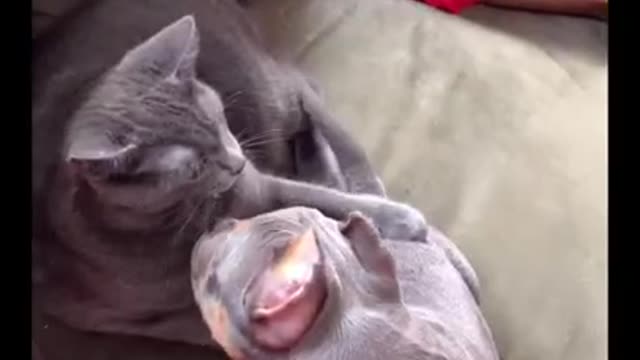 I Love Pets - Funny Pets Video Clips #Funny Pets