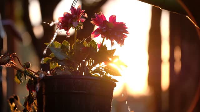 Watering Flower Pots - Dahlia