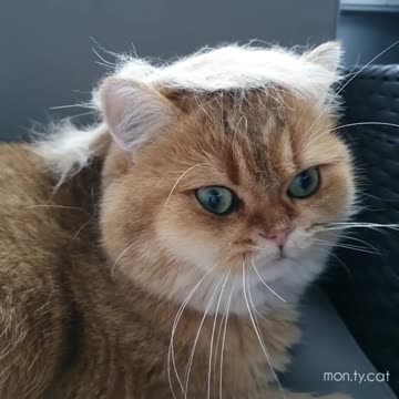 Funny cat shows off fancy new hairstyle