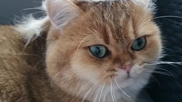 Funny cat shows off fancy new hairstyle