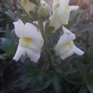 Snapdragon in summer