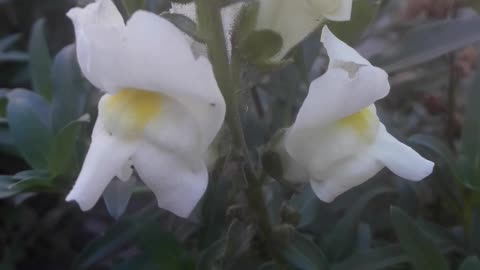 Snapdragon in summer