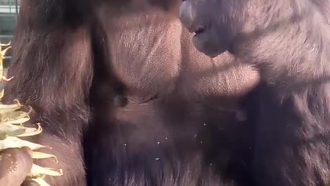 This lovely female is enjoying a pineapple treat! #gorilla #asmr #mukbang #eating #youtubeshorts