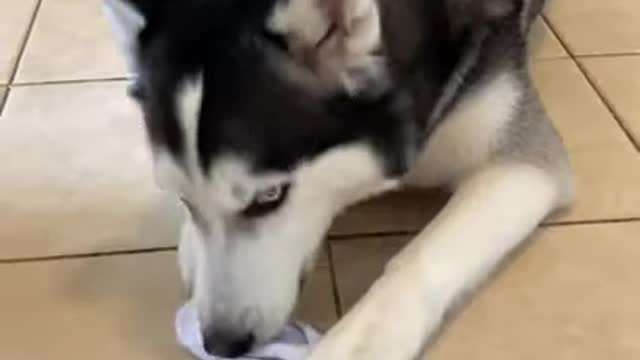 3 STRANGE Things That ONLY Huskies Do!