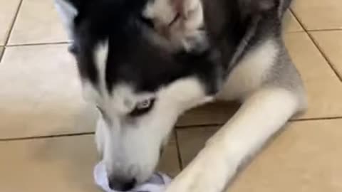 3 STRANGE Things That ONLY Huskies Do!