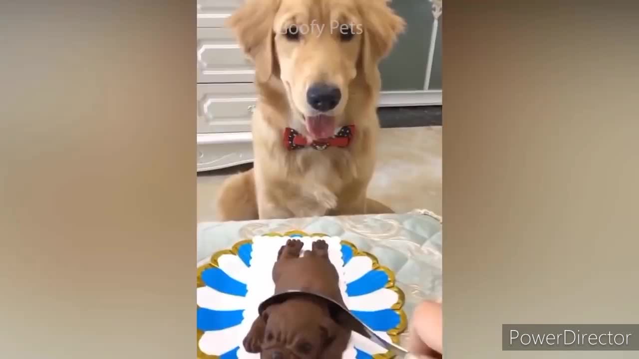 Funny reaction of the dog😅