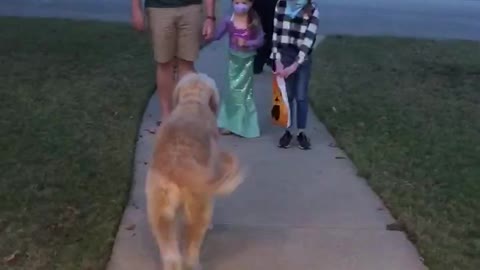 Candy delivery by doggie social distancing halloween