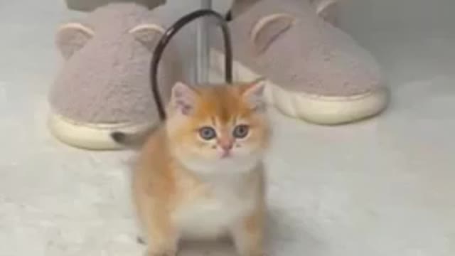 Once upon a time there was one cutest kitten... ๐