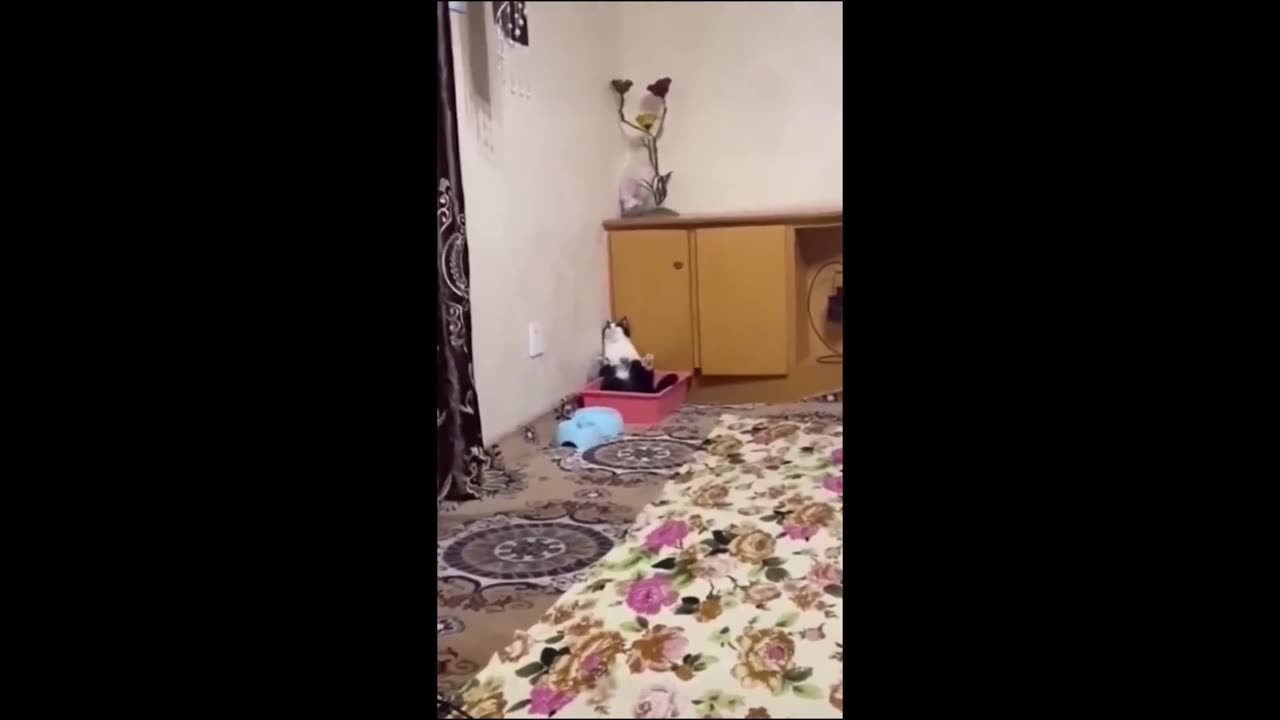 funny animals videos, funny cats & dogs 😂