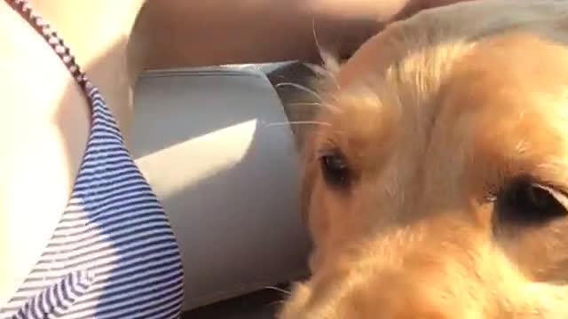 Golden retriever sitting down on boat with girl owner