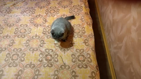 Кошка не хочет играть.