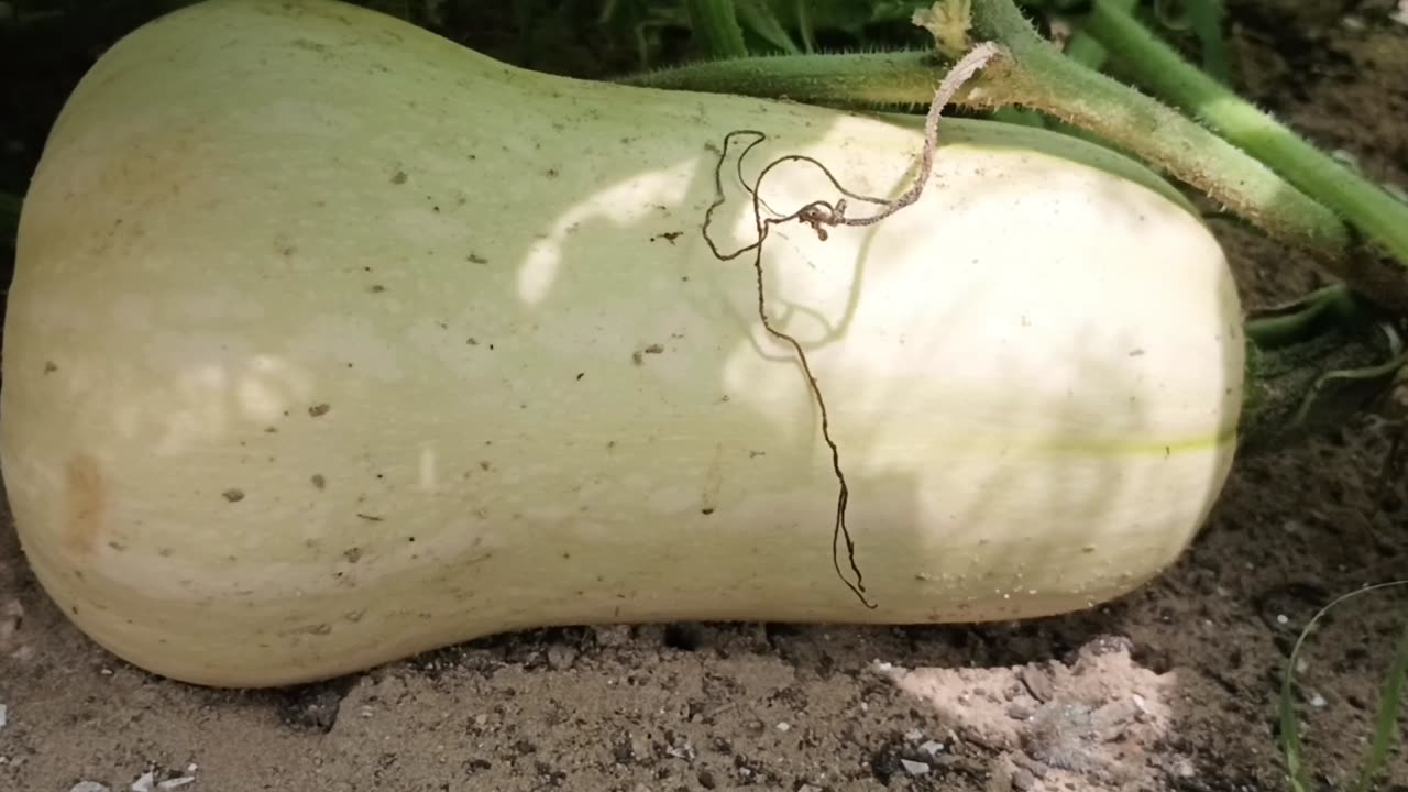 Butternut Squash