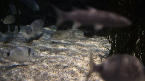 Animal Fishes In Pure Underwater