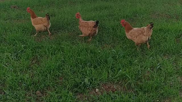 funny chickens roaming in thee grass