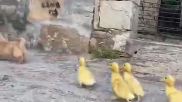 Cute Animals,lovely Animals Funny animals Reaction 2021.