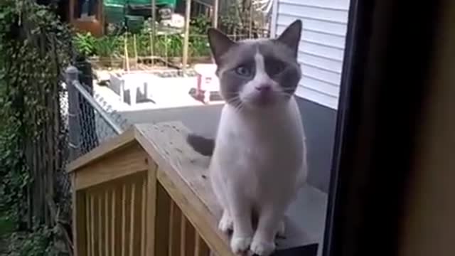 Yelling Cat funny video