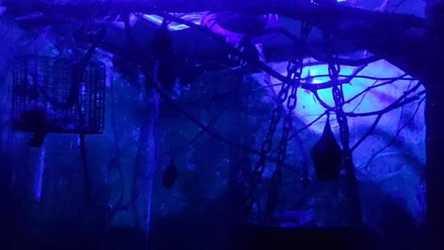 Bat room at the zoo creepy