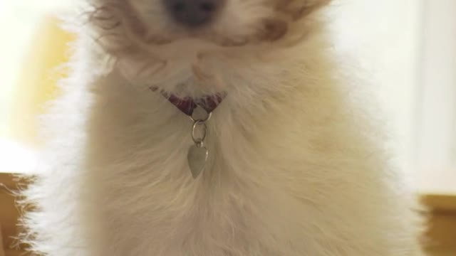 Cute puppy enjoy a hair dryer