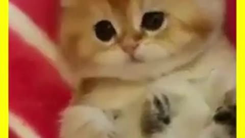 Funny cute cat fully Enjoy this moments 😍