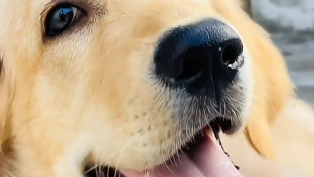 golden retriever cute viral video