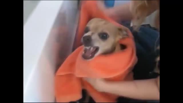 Funny animals at bath time - Funny cats and dogs