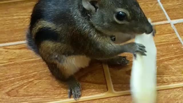 There is a little squirrel eating cake