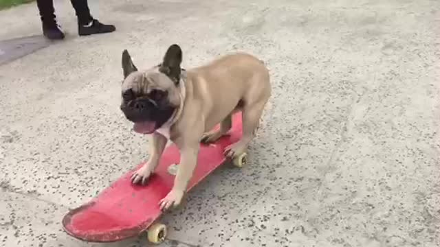 French Bulldog shows off serious skateboarding skills