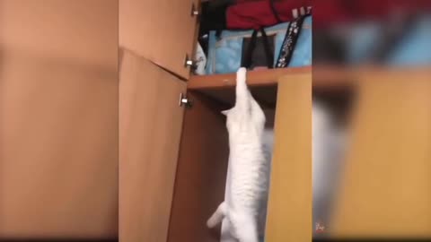 the cat's curiosity played a cruel joke on him🤣